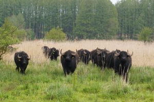 Deutschlands unbekannte Klimaschützer