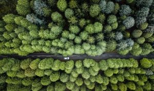 Die grüne Pausetaste